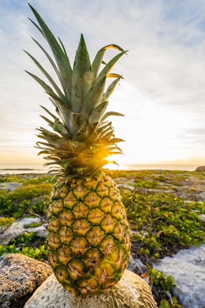 A ripe pineapple fruit sits on top of a rock with lush green vegetation and a calm ocean in the background.